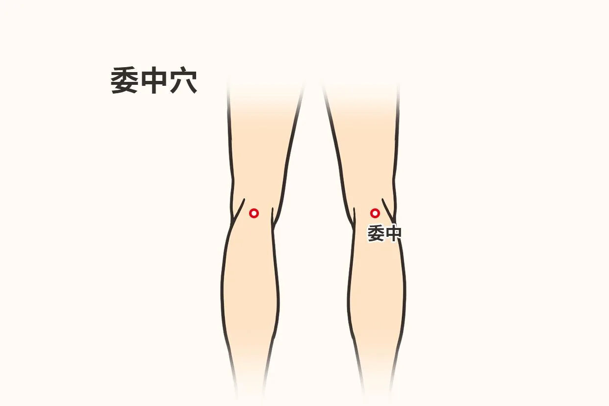 BL40 acupressure point behind the knee