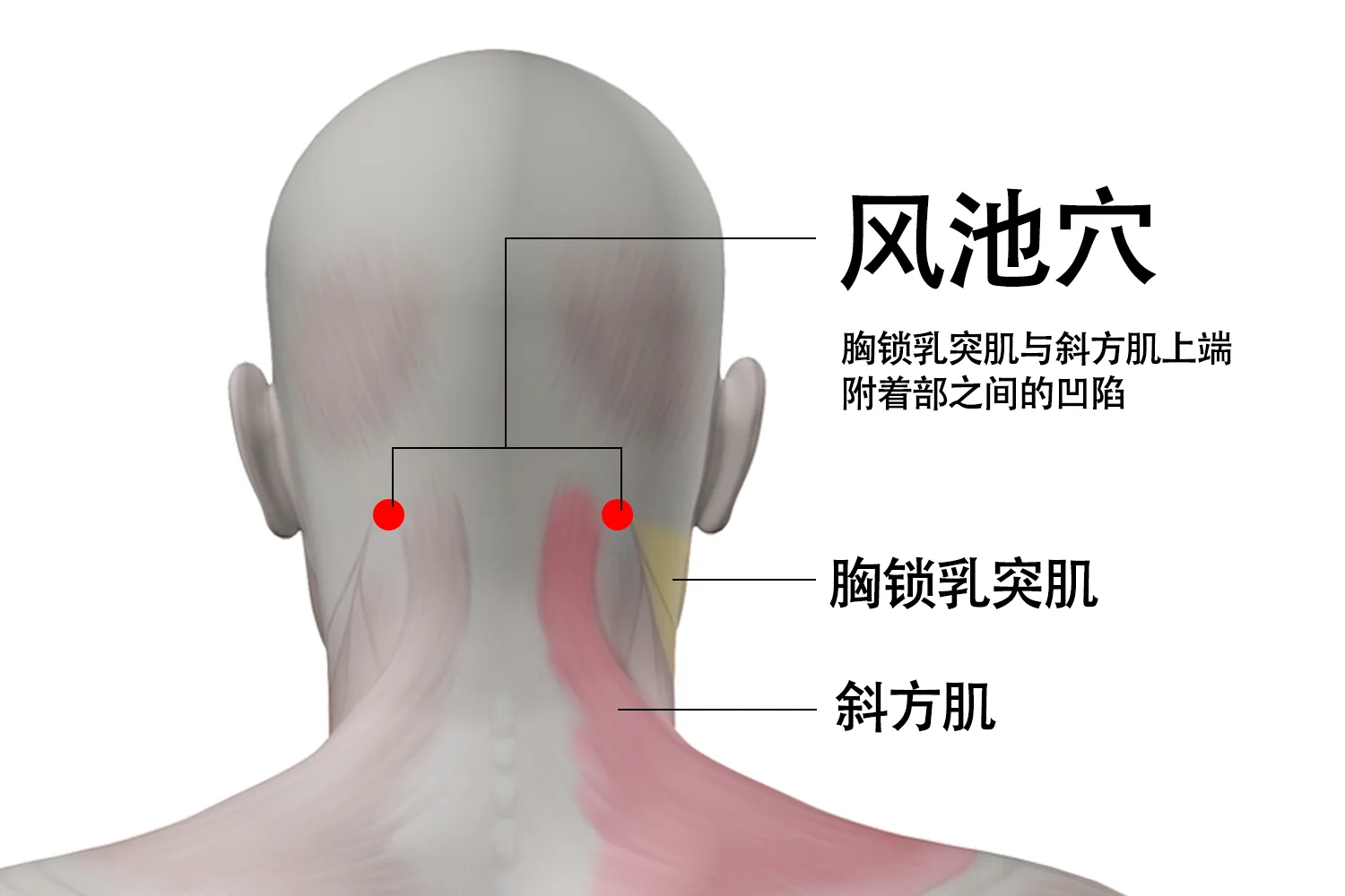 GB20 Fengchi acupressure point at the base of the skull